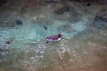 View of a black and white common murre swimming in its water habitat at the Point Defiance Zoo