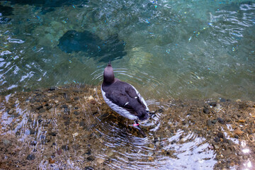 View of a black and white common murre swimming in its water habitat at the Point Defiance Zoo