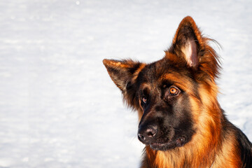 Portrait of a German Shepherd dog in winter, against the backdrop of a snow.