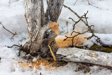 Sawn large branch of an apple tree