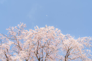 桜と青空