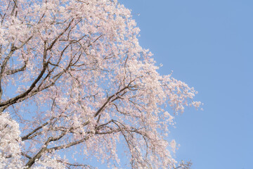 桜と青空