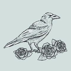 Hand drawn crow with roses tattoo sketch.
