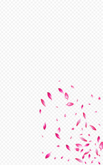 Pink Rose Tender Vector Transparent Background.