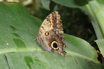 Fototapeta premium Butterfly