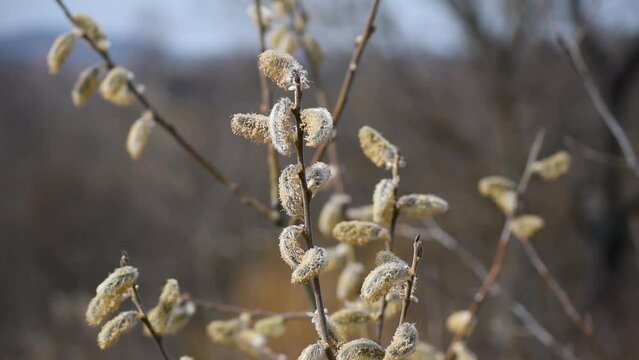 Thin willow branches with dry catkins, male flower, during spring sunny day swaying in breeze in countryside