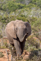 Obraz premium African elephant, Addo Elephant National Park