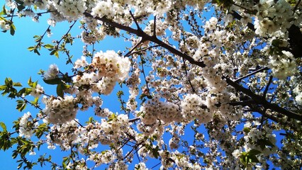 Hungarian sakura, blooming cherry trees and leaves in the garden, with blue sky. 