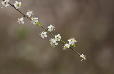 close up detail shot of blackthorn blossom isolated from the background