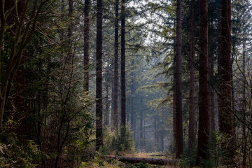 Selective focus of tree trunks in the forest with blue sky as backdrop, A pine is any conifer in the genus Pinus of the family Pinaceae, Nature pattern texture background.