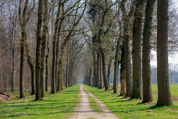 Countryside landscape with view of nature path, A row of tree trunks along the walk way, Sunny day in early spring with narrow trees in the wood with along sidewalk, Gelderland, Netherlands.