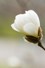 Fototapeta na wymiar Magnolia blossom on a branch. Blooming flower of white magnolia tree on a blurred background. Close-up