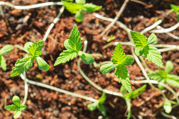 Close-up of cannabis sapling plant in a potted