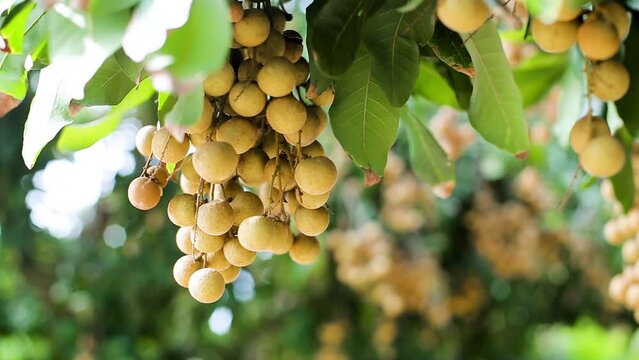 Longan, Thai fruit in the northern region, including 3 video camera angles to shoot fresh longan fruit on the tree