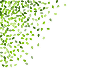 Mint Leaf Organic Vector Concept. Herbal Greens