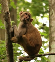 Wild young and adorable rhesus macaque in Florida