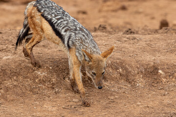 Black-backed Jackal, Addo Elephant National Park