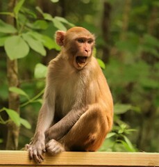 Wild young and adorable rhesus macaque in Florida