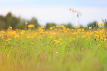 wild yellow flowers in a field landscape