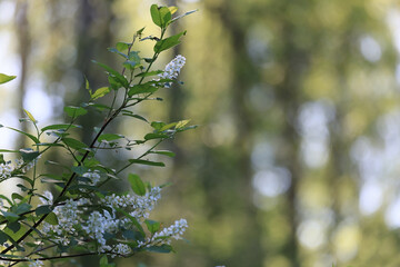 blooming apple orchard spring background branches trees flowers nature