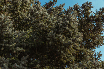 Close-up of the green branches of the Christmas tree against the blue sky. Evergreen fir branches covered with needles, close-up.