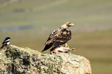 aguila imperial en la serrania castellana