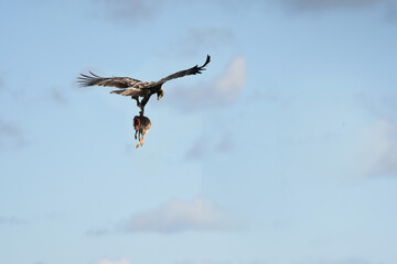 aguila imperial en la serrania castellana