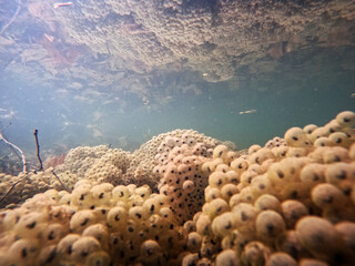 Krötenlaich unter Wasser