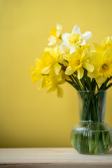 bouquet of yellow daffodils in a vase on a bright background, spring flowers
