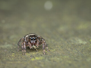 little jumping spider eat prey on the rotten wood