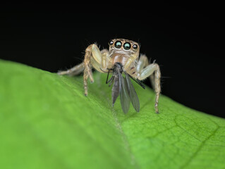 jumping spider eat mosquito  prey on the leaf from front  view