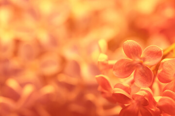 background pink flowers lilac, spring season romantic