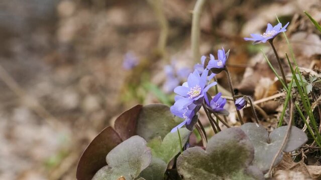 Violer liverwort flowers on the river bank. Spring blooming flowers on the meadow on the bank of the river. Violet Hepatica nobilis, Anemone hepatica or Liverleaf plant in Ranunculaceae family