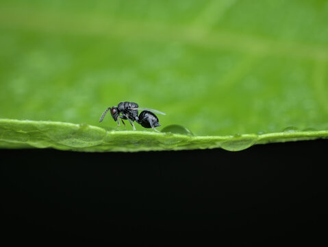little parasitic wasp on the leaf