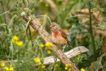 Linnet male perched on a branch in the grass, close up in the summer