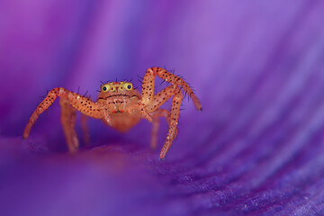 spider macro insect increase in detail