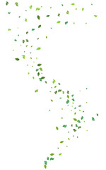 Olive Greens Flying Vector White Background. Tree