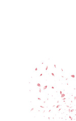 Beautiful Rose Fly Vector White Background.