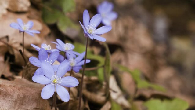 Violer liverwort flowers on the river bank. Spring blooming flowers on the meadow on the bank of the river. Violet Hepatica nobilis, Anemone hepatica or Liverleaf plant in Ranunculaceae family