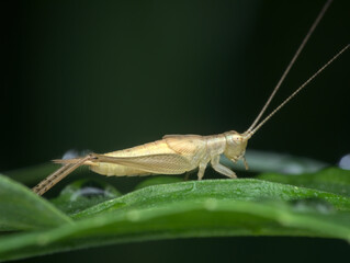 bush cricket on the wet grass