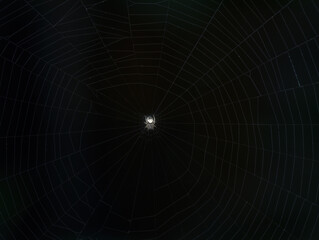 little orb spider on the web with black background
