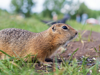 Gopher on the lawn. portrait of a rodent, close-up