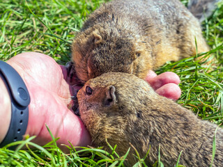 Feeding gophers by human at wild nature. Gophers is eating from human hand..