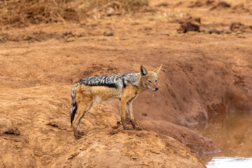 Naklejka premium Black-backed Jackal, Addo Elephant National Park