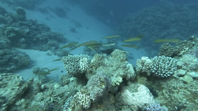 School of Cigar Wrasse fish swim over coral reef. Cigar Wrasse - Cheilio inermis. Red sea, Egypt