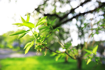 Spring nature background. Greenery of trees and grasses on a sunny spring morning. Forest landscape.
