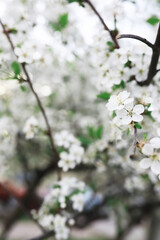White flowers on a green bush. The white rose is blooming. Spring cherry apple blossom.