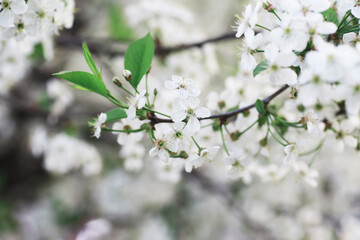 White flowers on a green bush. The white rose is blooming. Spring cherry apple blossom.