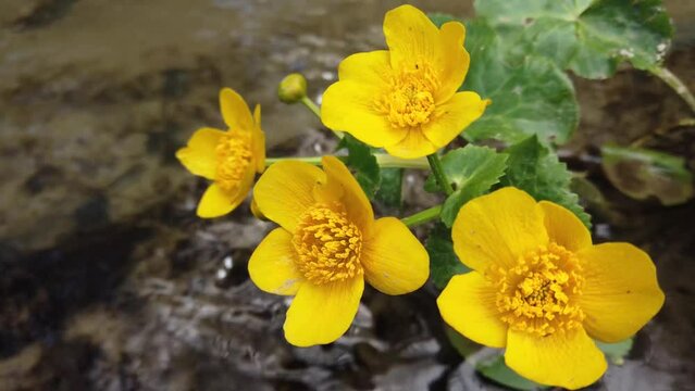 Ranunculus flowers in the forest stream.