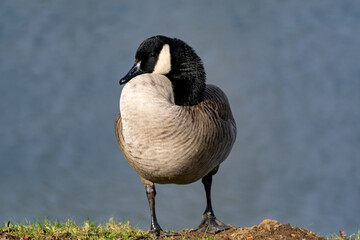 Single canadian goose relaxing by the water